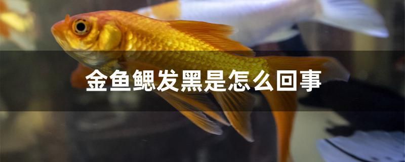 金魚鰓發(fā)黑是怎么回事 廣州水族器材濾材批發(fā)市場