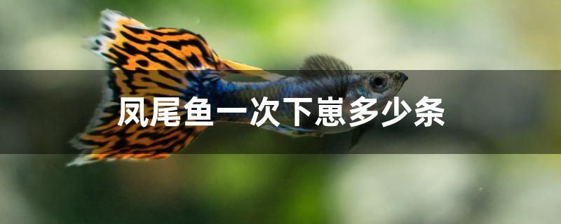 鳳尾魚(yú)一次下崽多少條 玫瑰銀版魚(yú)