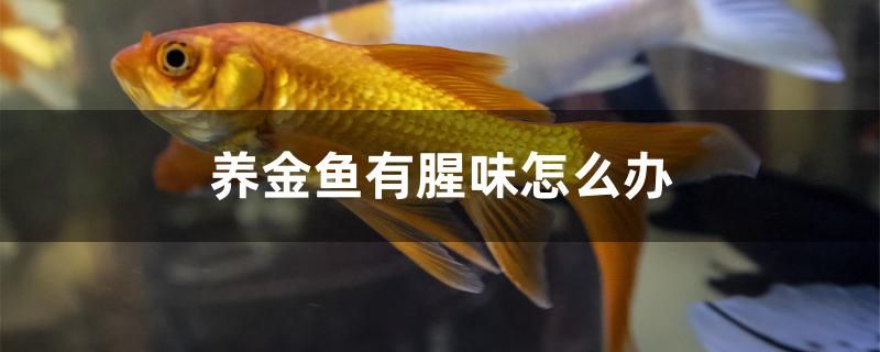 養(yǎng)金魚有腥味怎么辦 恐龍王魚