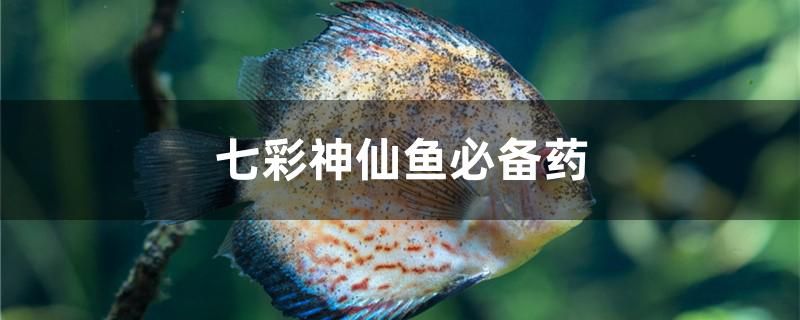 七彩神仙魚必備藥是什么 水溫計