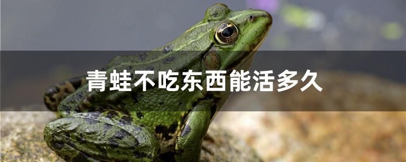 青蛙不吃東西能活多久