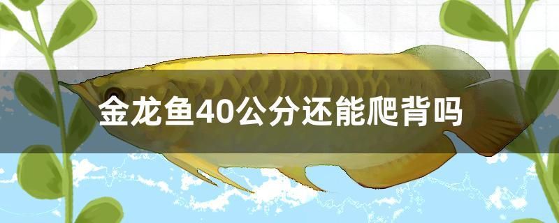 金龍魚40公分還能爬背嗎 紅龍專用魚糧飼料