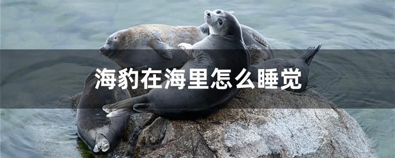 海豹在海里怎么睡覺(jué)