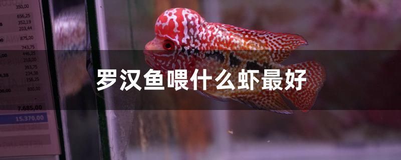 羅漢魚喂什么蝦最好