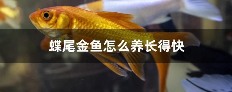 蝶尾金魚怎么養(yǎng)長得快