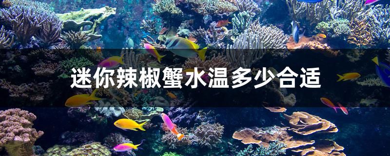 迷你辣椒蟹水溫多少合適 黑白雙星