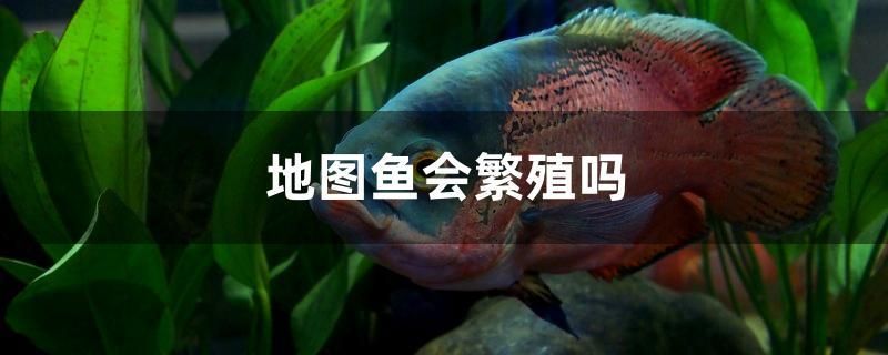 魚缸換水神器有用嗎知乎（為何魚缸換了濾材后立馬變清） 細線銀版魚 第2張