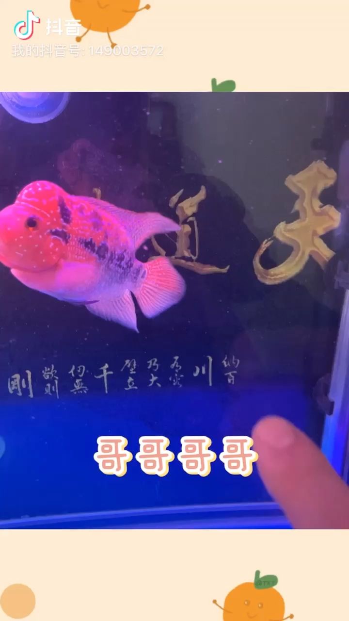 愛(ài)羅的成長(zhǎng) 觀賞魚(yú)論壇 第1張