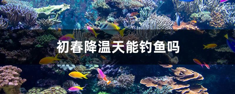 初春降溫天能釣魚嗎 翡翠鳳凰魚