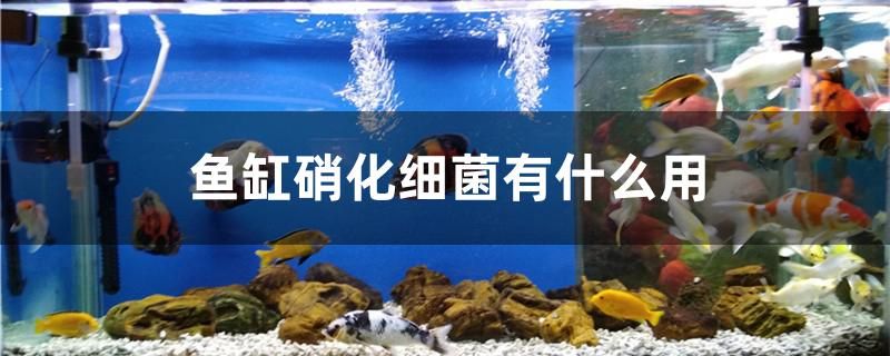 魚缸硝化細菌有什么用