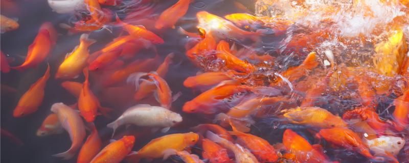 魚缸養(yǎng)的魚接連死亡是什么原因頻繁死魚怎么辦