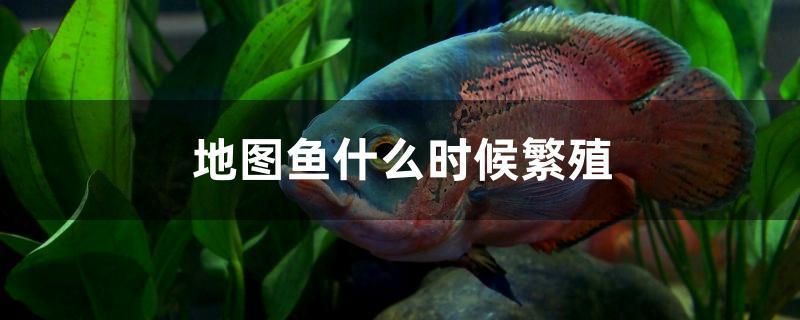 地圖魚什么時(shí)候繁殖 大白鯊魚