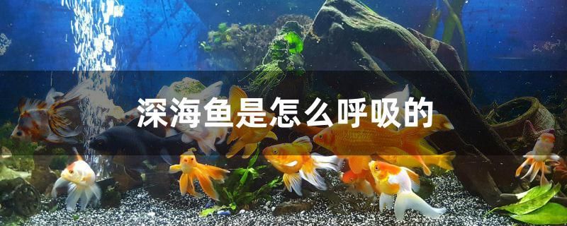 深海魚是怎么呼吸的