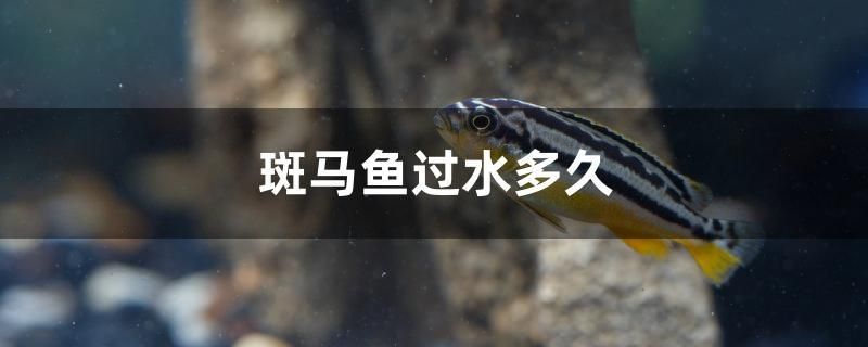 斑馬魚過水多久