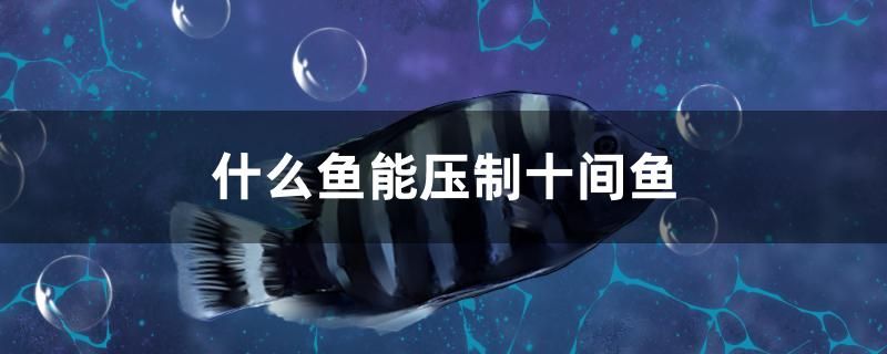 什么魚能壓制十間魚