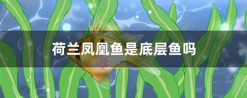 荷蘭鳳凰魚是底層魚嗎 殺菌消毒設(shè)備