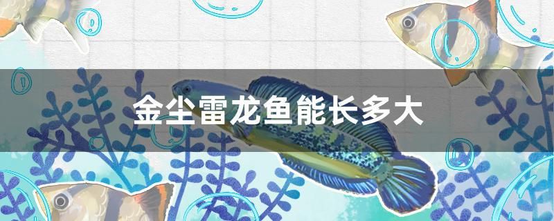 金塵雷龍魚能長多大 豹紋夫魚苗