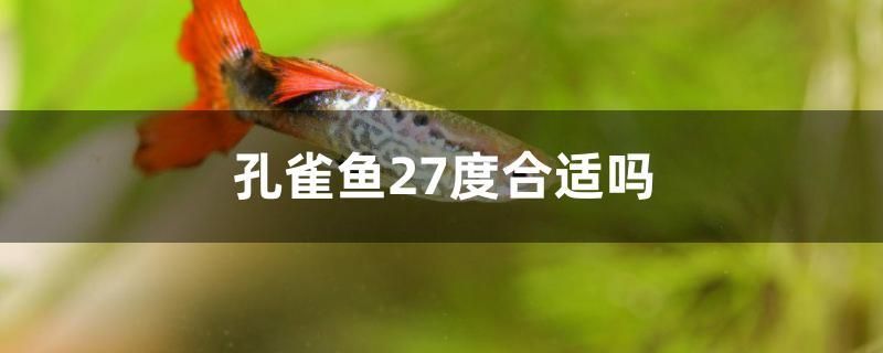 孔雀魚27度合適嗎 其他寵物