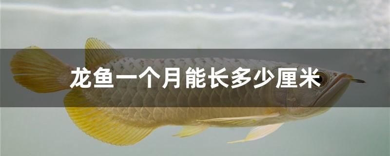 龍魚一個(gè)月能長(zhǎng)多少厘米 赤荔鳳冠魚