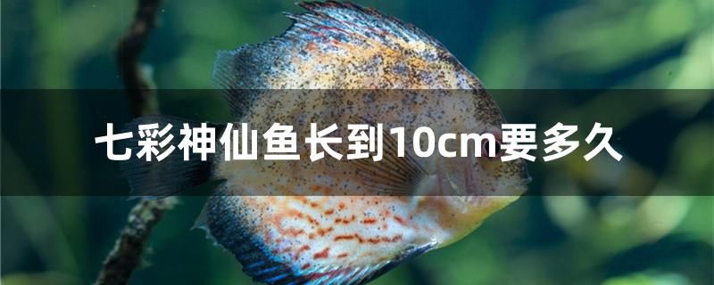 七彩神仙魚(yú)長(zhǎng)到10cm要多久 元寶鯽