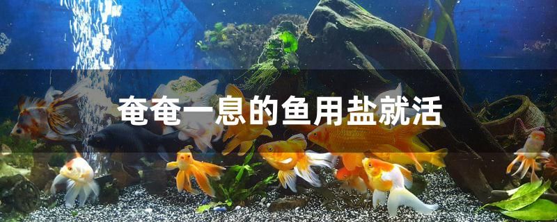 奄奄一息的魚(yú)用鹽就活是真的嗎 慈雕魚(yú)