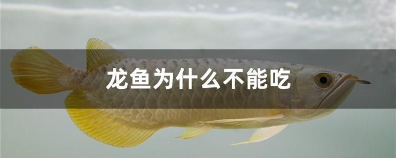 龍魚為什么不能吃 黃金招財貓魚