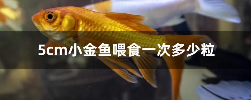 5cm小金魚喂食一次多少粒 綠皮辣椒小紅龍