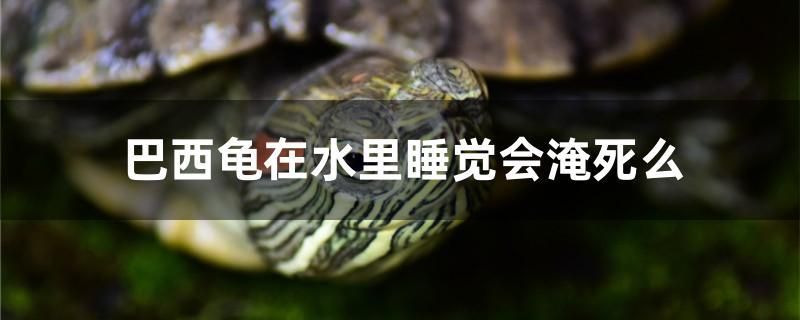 巴西龜在水里睡覺會淹死么 馬拉莫寶石魚