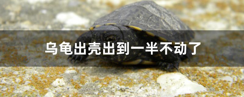 烏龜出殼出到一半不動(dòng)了怎么辦 海水魚(yú)