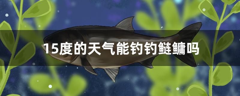 15度的天氣能釣釣鰱鳙嗎