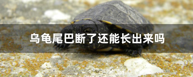 烏龜尾巴斷了還能長出來嗎