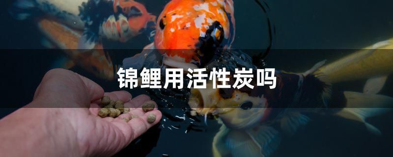 錦鯉用活性炭嗎 福魟魟魚(yú)