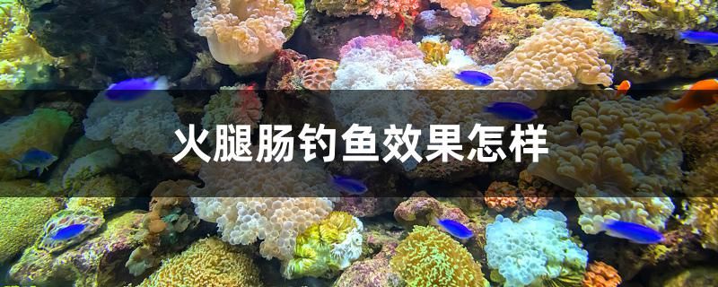 火腿腸釣魚效果怎樣 純血皇冠黑白魟魚