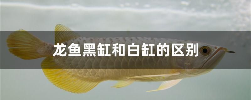 龍魚黑缸和白缸的區(qū)別有哪些 鴨嘴鯊魚