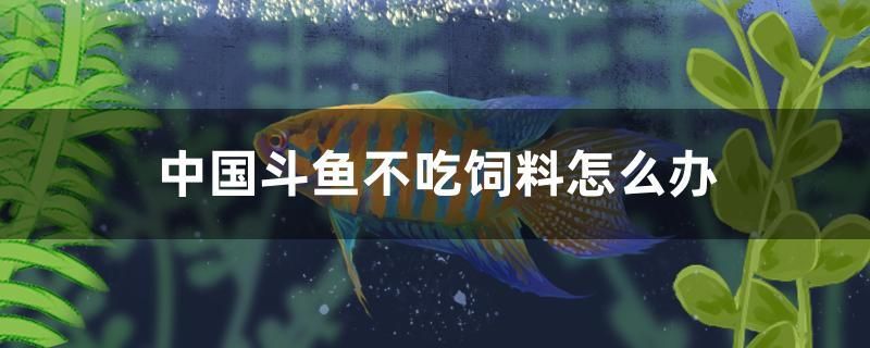 中國(guó)斗魚(yú)不吃飼料怎么辦 量子養(yǎng)魚(yú)技術(shù)