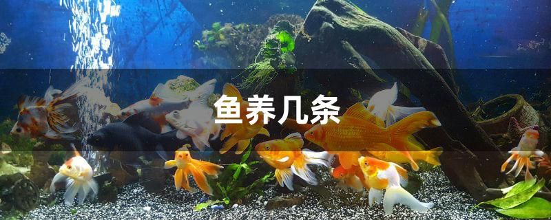 魚養(yǎng)幾條 速倍妥魚糧魚藥