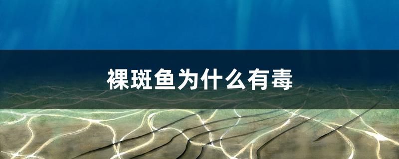 裸斑魚為什么有毒 錦鯉池魚池建設(shè)