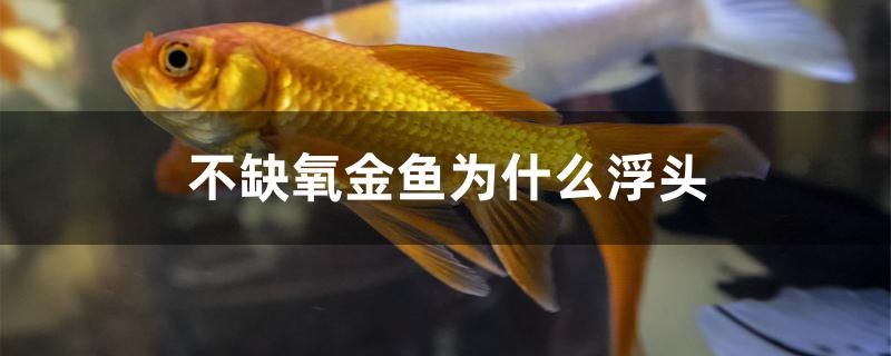 不缺氧金魚為什么浮頭 蝴蝶鯉