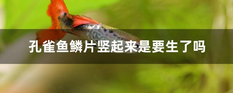 孔雀魚鱗片豎起來(lái)是要生了嗎