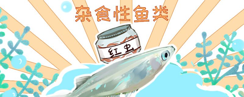 青鳉魚吃什么多久喂一次 野彩魚