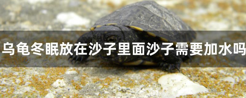 烏龜冬眠放在沙子里面需要加水嗎 巨骨舌魚