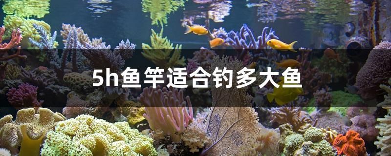 5h魚竿適合釣多大魚