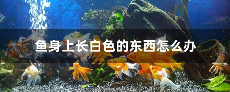 魚身上長白色的東西怎么辦