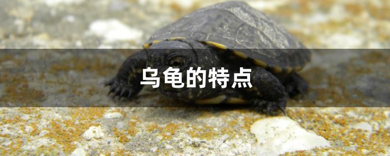 烏龜?shù)奶攸c(diǎn) 觀賞魚(yú)飼料