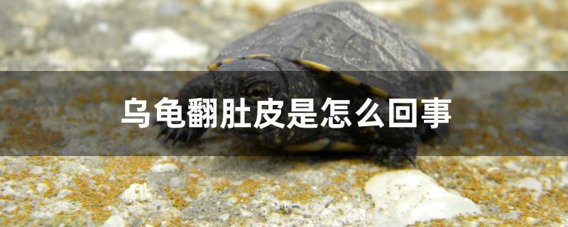 烏龜翻肚皮是怎么回事 大白鯊魚