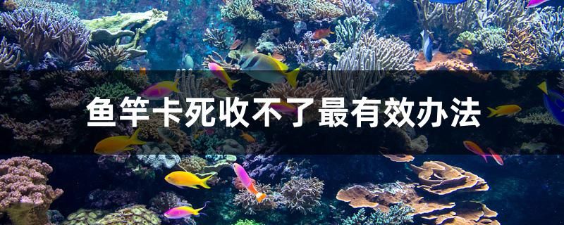 魚竿卡死收不了最有效辦法 紅白錦鯉魚