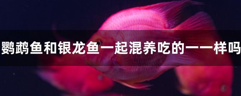 鸚鵡魚和銀龍魚一起混養(yǎng)吃的一樣嗎