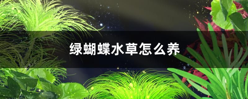 綠蝴蝶水草好養(yǎng)嗎怎么養(yǎng) 銀古魚苗