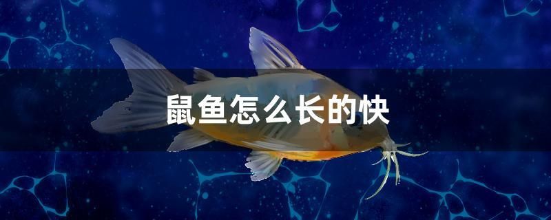 鼠魚(yú)怎么長(zhǎng)的快 巨骨舌魚(yú)