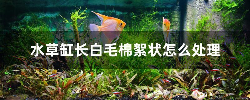 水草缸長棉絮狀白毛怎么處理 三間鼠魚苗